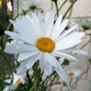 Meet your Posher, Nikki j